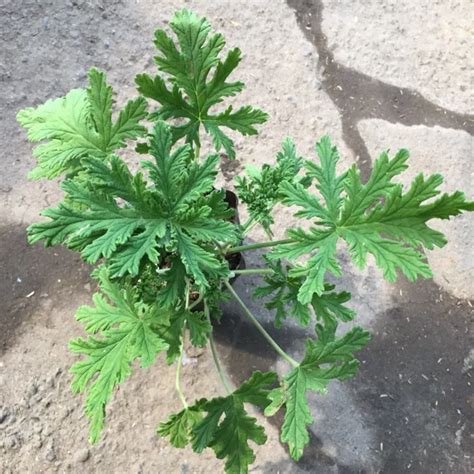 Growing citronella Malvarosa plant .